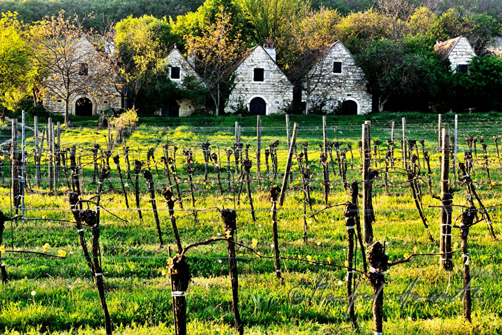 wine cellars near Bärenhöhle