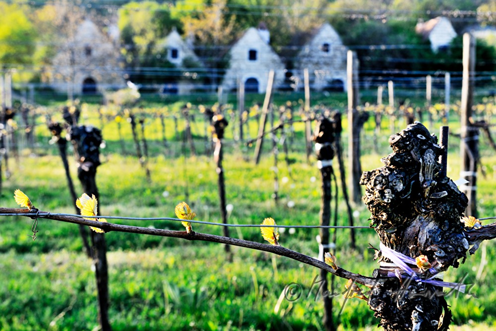 wine cellars near Bärenhöhle