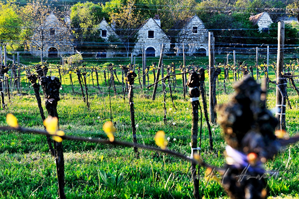 wine cellars near Bärenhöhle