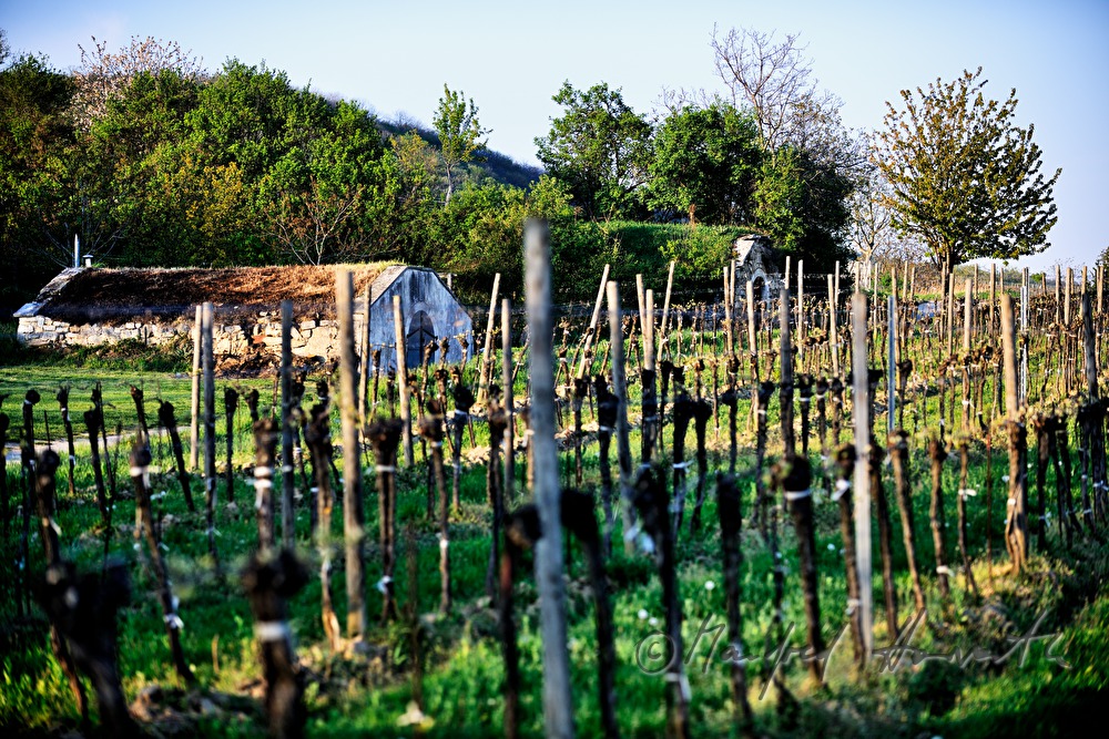 wine cellars near Bärenhöhle