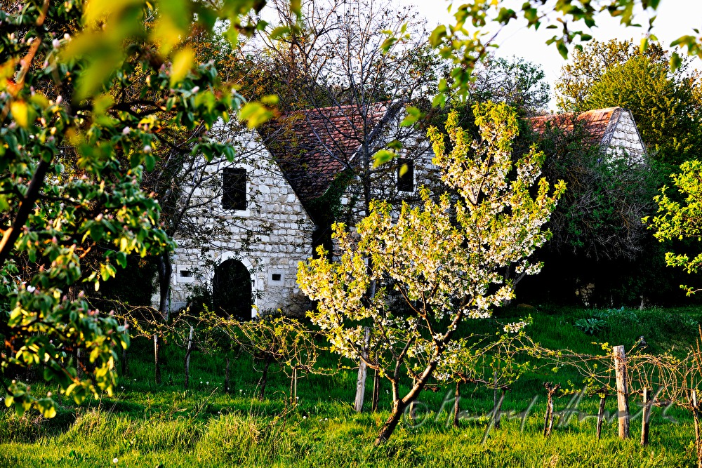 wine cellars near Bärenhöhle
