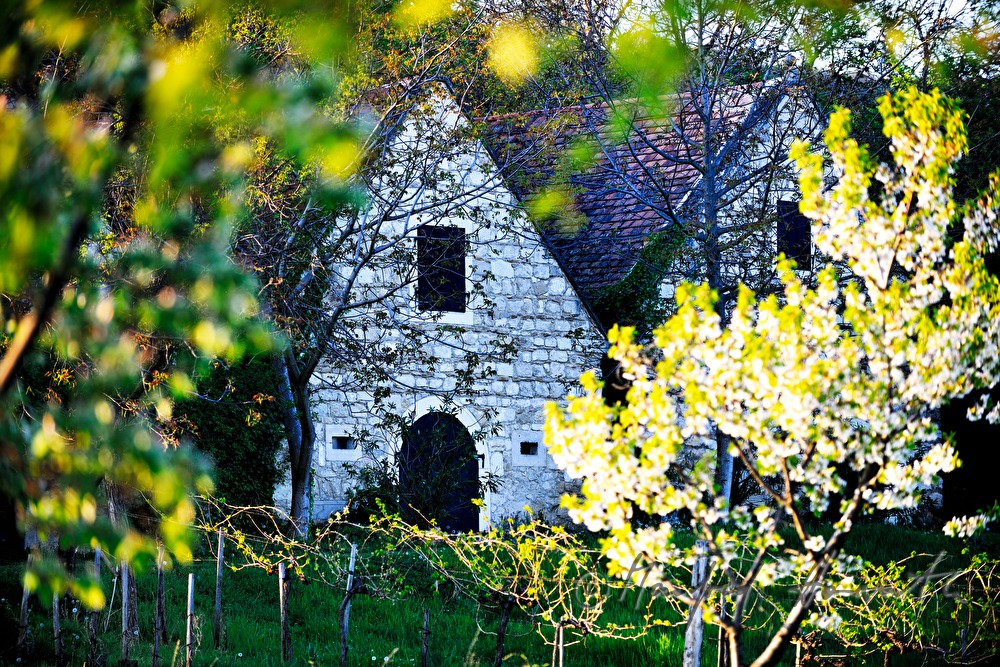 wine cellars near Bärenhöhle