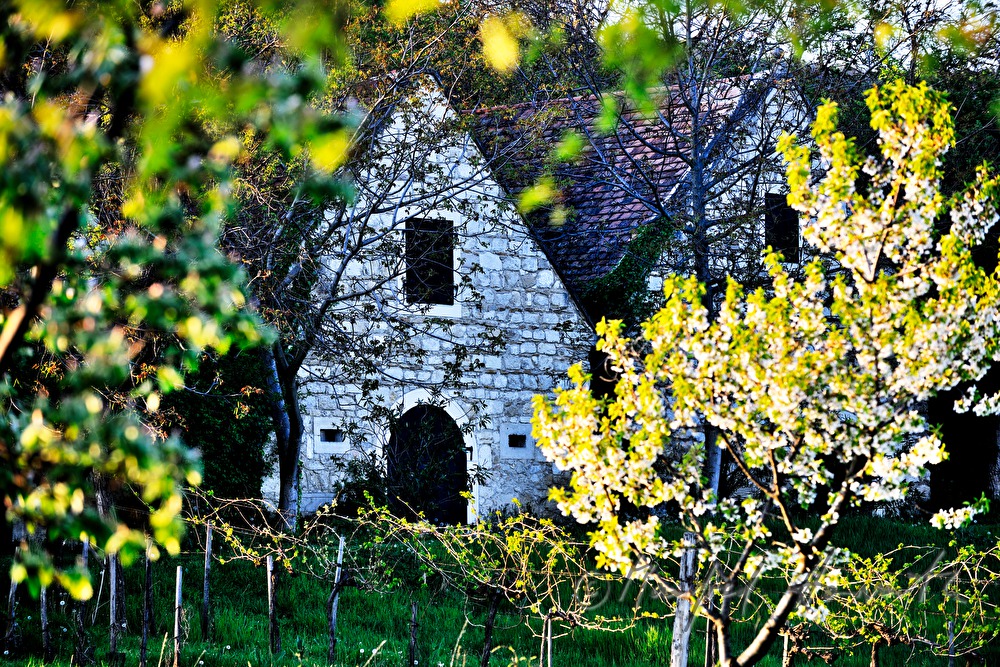 wine cellars near Bärenhöhle