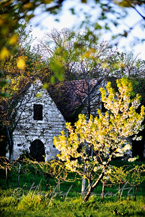 wine cellars near Bärenhöhle