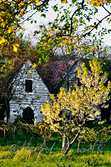 wine cellars near Bärenhöhle