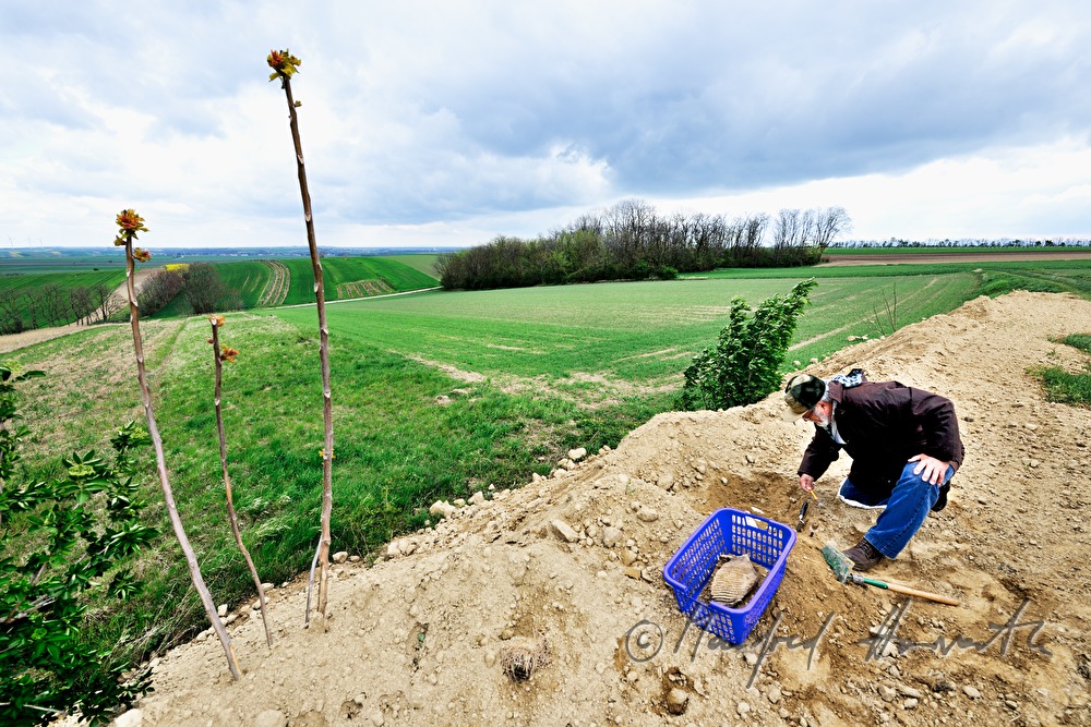 private archeologist seeks for mammoth bones