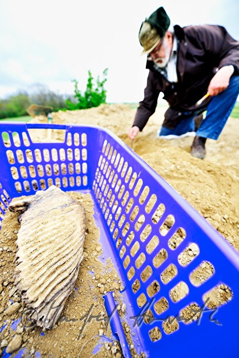 private archeologist seeks for mammoth bones