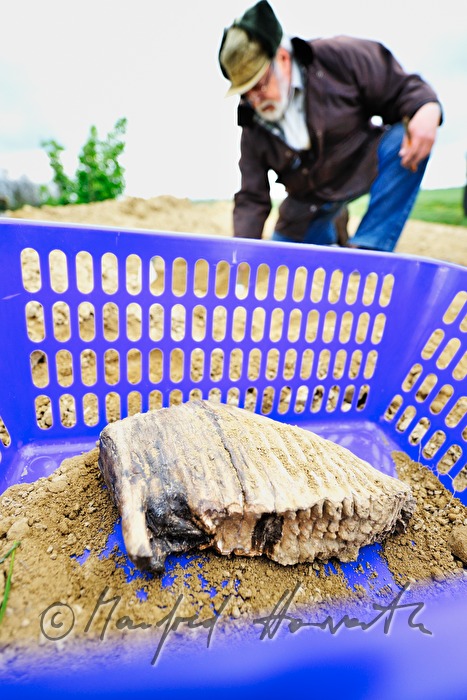 private archeologist seeks for mammoth bones