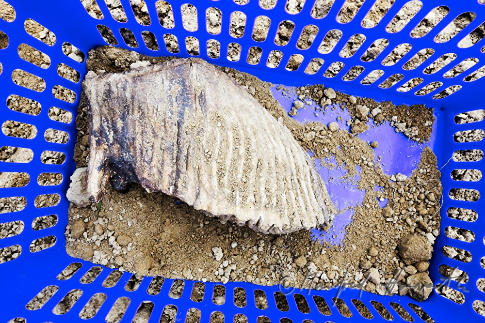 private archeologist seeks for mammoth bones
