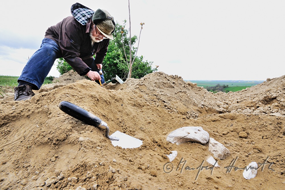 private archeologist seeks for mammoth bones