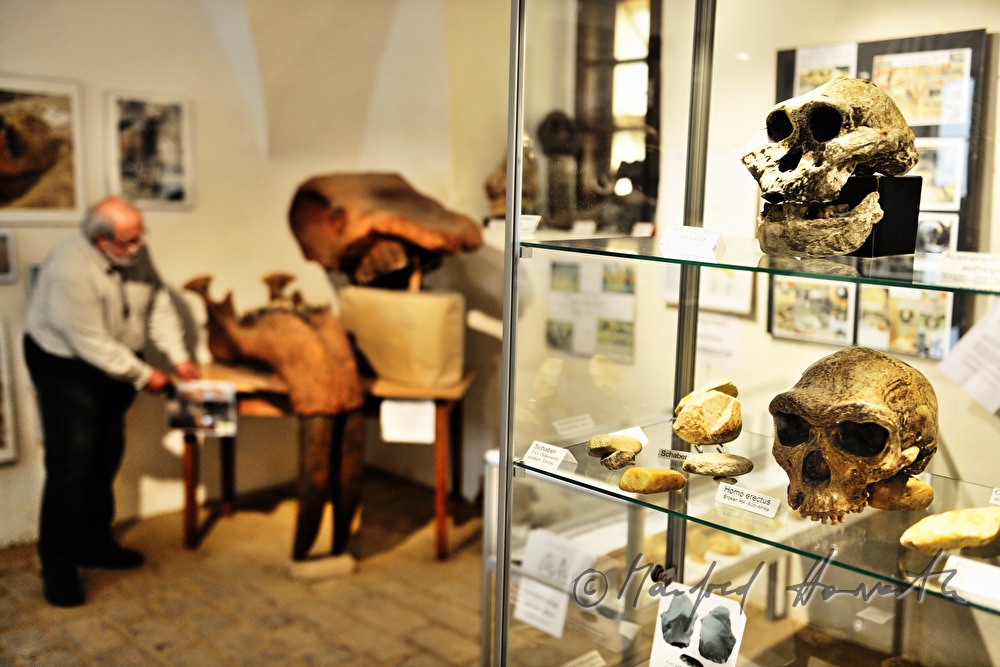 display on archeology and paleontology in Castle Dürnkrut