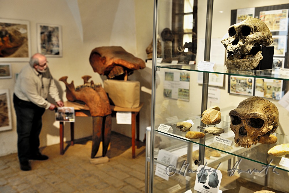 display on archeology and paleontology in Castle Dürnkrut