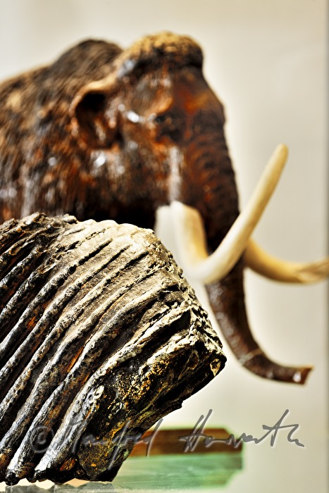 tooth of a mammoth on display in the museum of archeology and paleontology