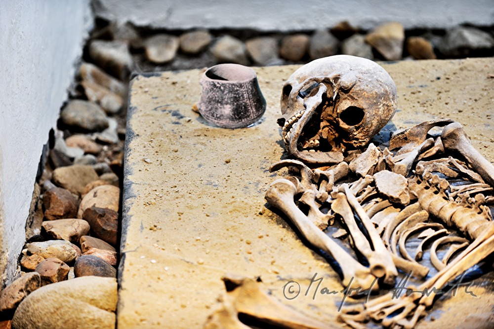 skeletton in the museum of archeology and paleontology