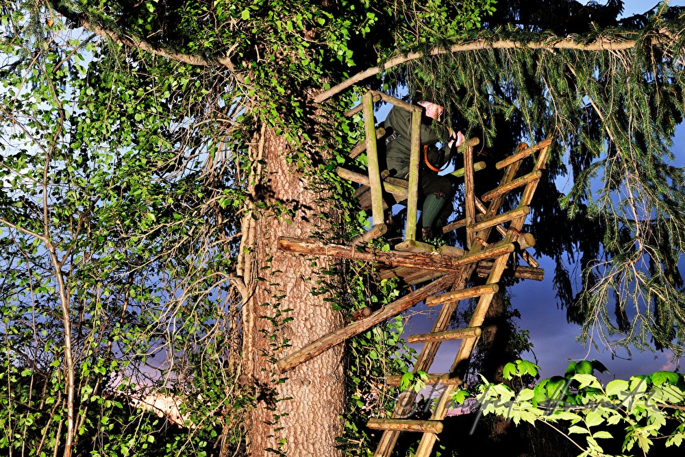 gamekeeper on the deer stand shoots
