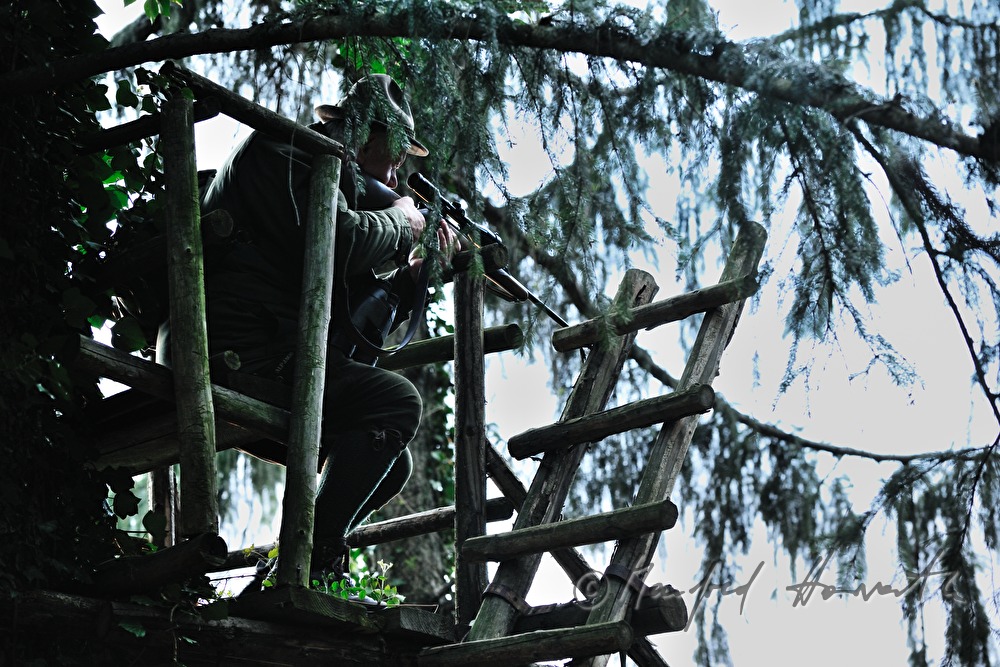 gamekeeper on the deer stand shoots