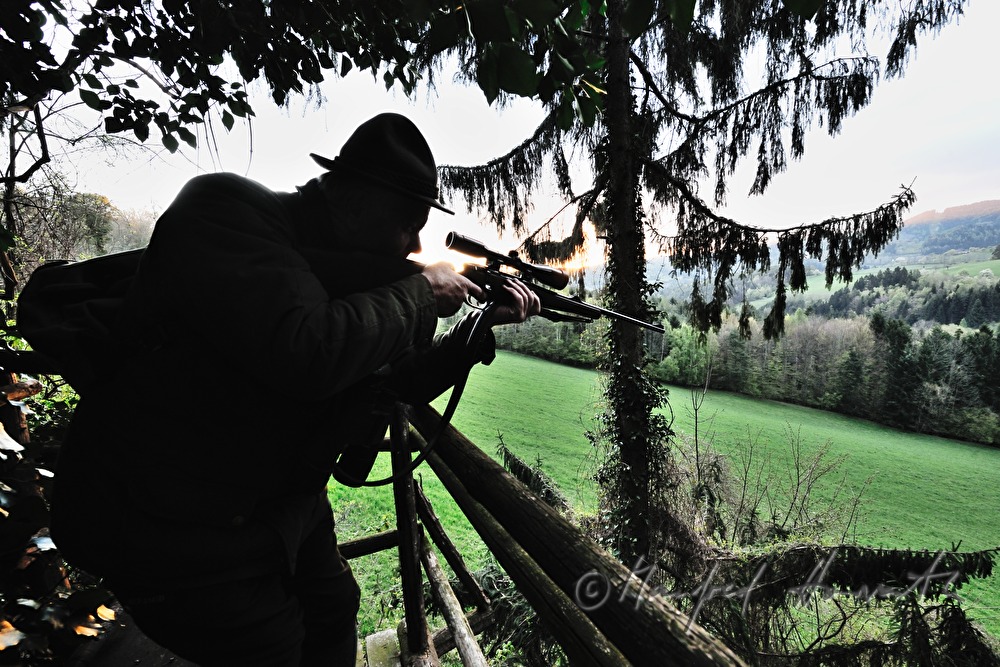 gamekeeper on the deer stand shoots