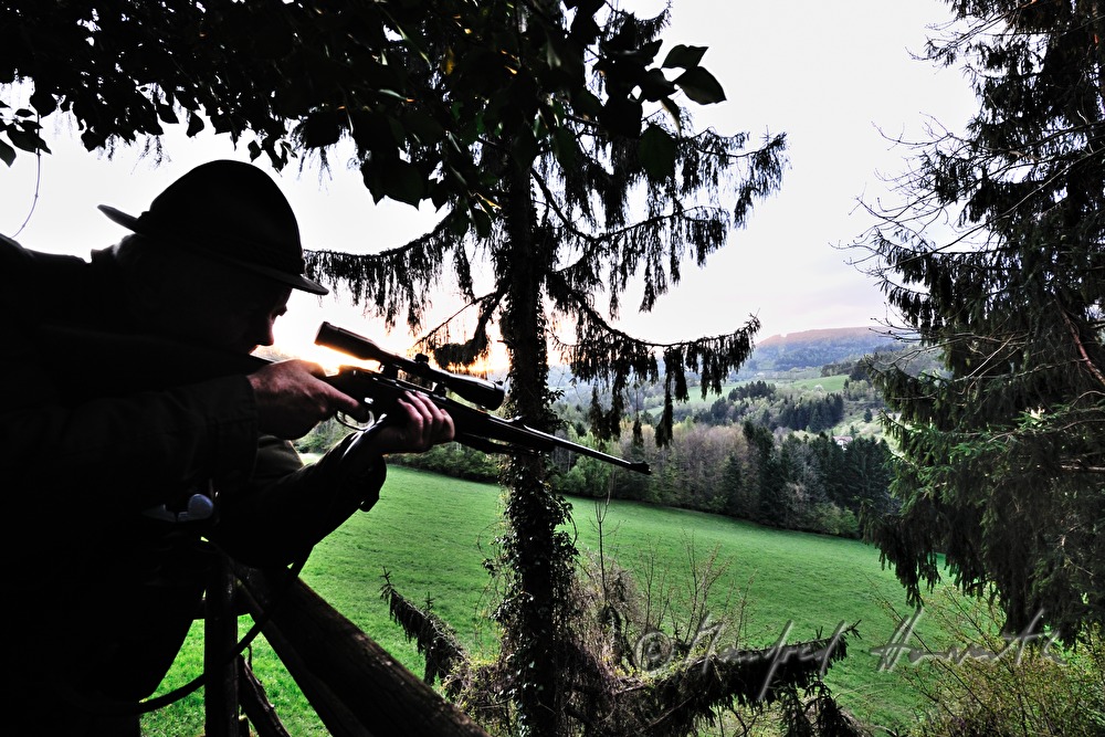 gamekeeper on the deer stand shoots