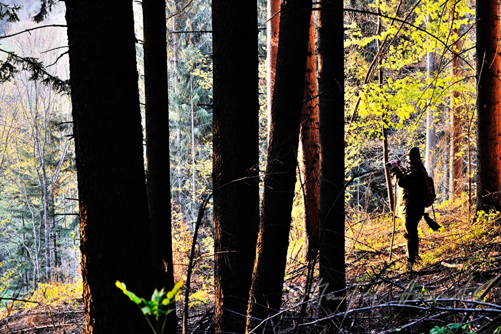 gamekeeper monitoring game in the morning