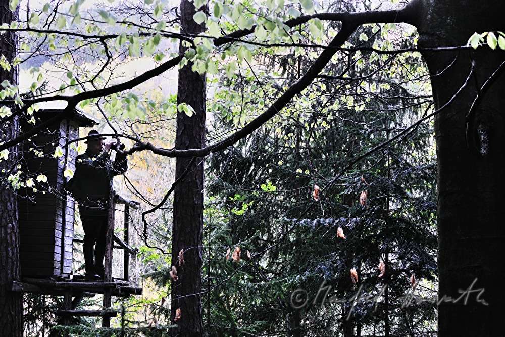 gamekeeper on the deer stand watching the scenery