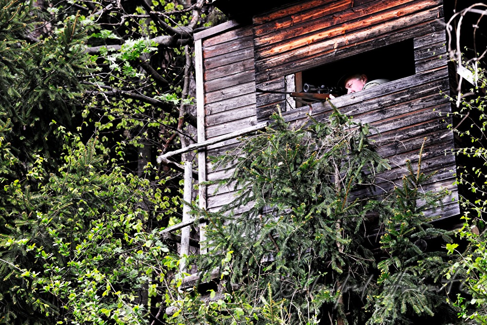 gamekeeper on the deer stand shoots