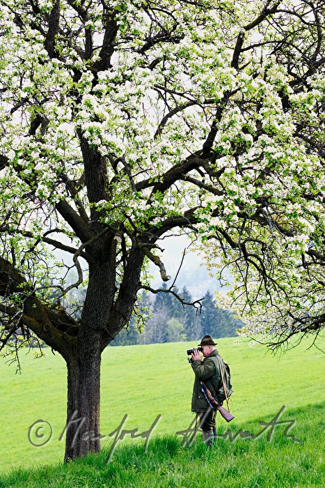 gamekeeper monitoring game in an orchard