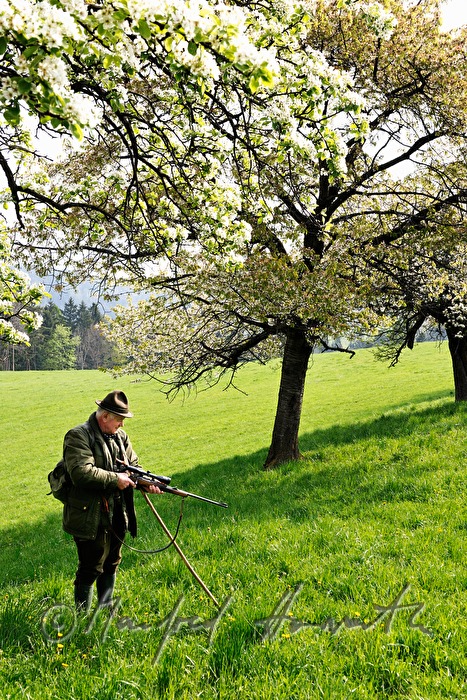 gamekeeper unlocks his long rifle in an orchard