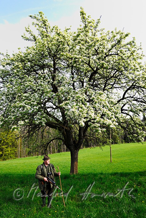 gamekeeper monitoring game in an orchard