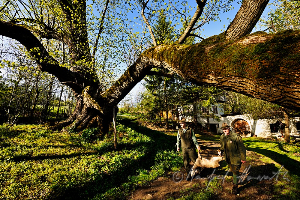 gamekeepers carrying a dead deer