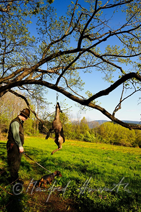gamekeeper and hunting dog with a dead deer