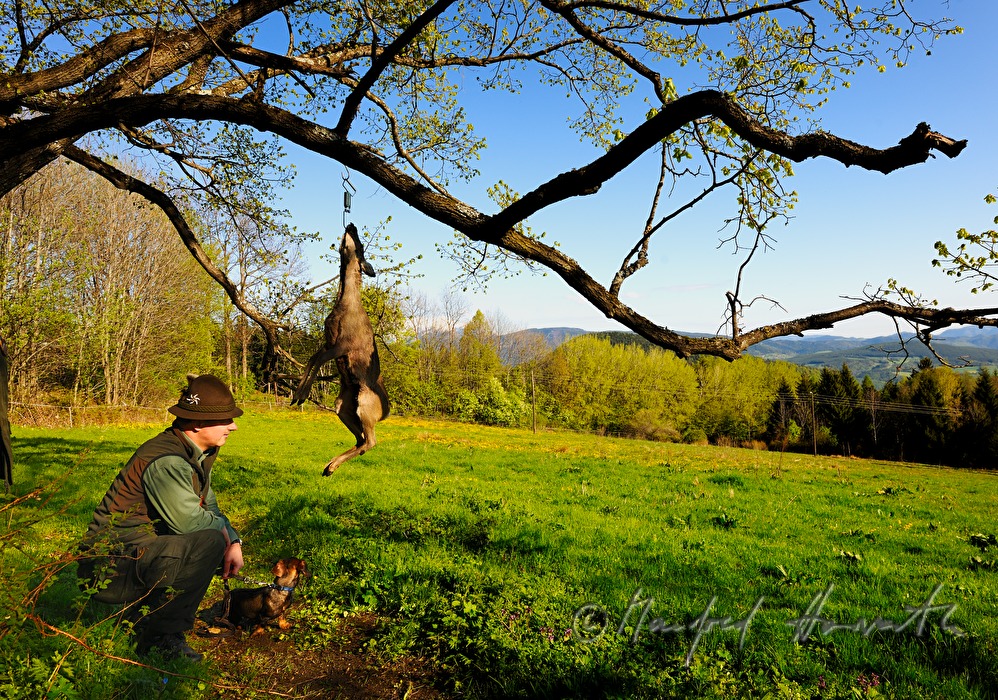 gamekeeper and hunting dog with a dead deer