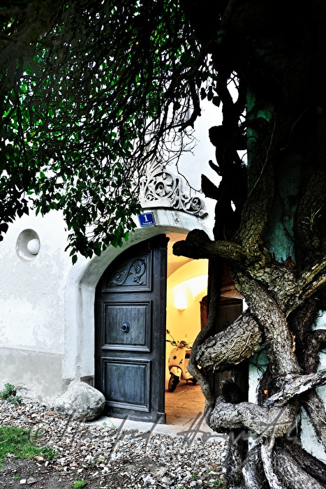 column overgrown with ivy and main entrance