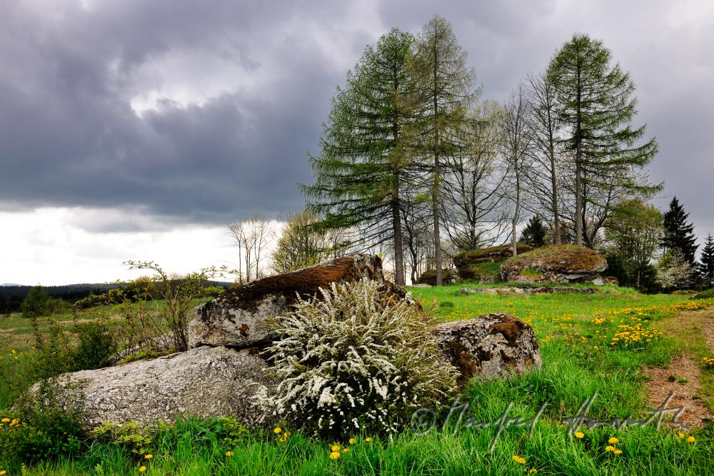 scattered granite boulders on a forest glade