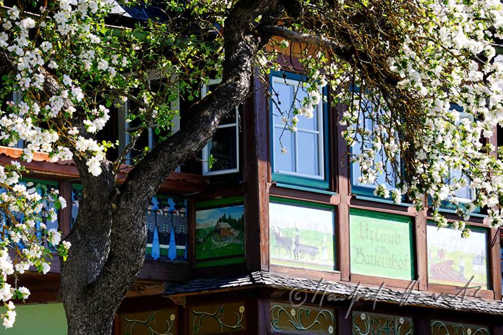 balcony of a small hotel and a blossoming apple tree