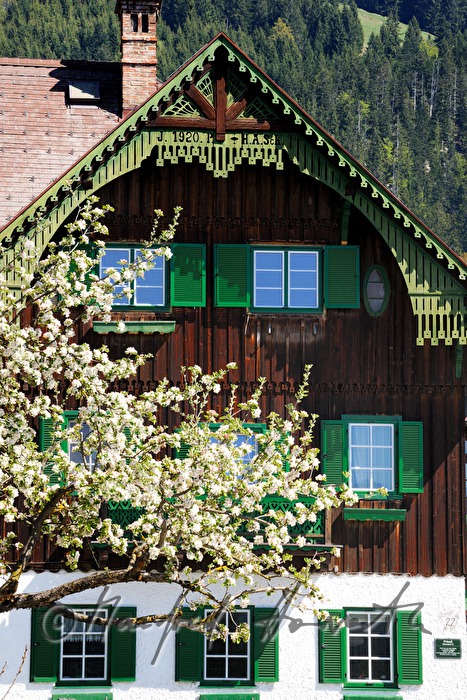 balcony of a small hotel and a blossoming apple tree