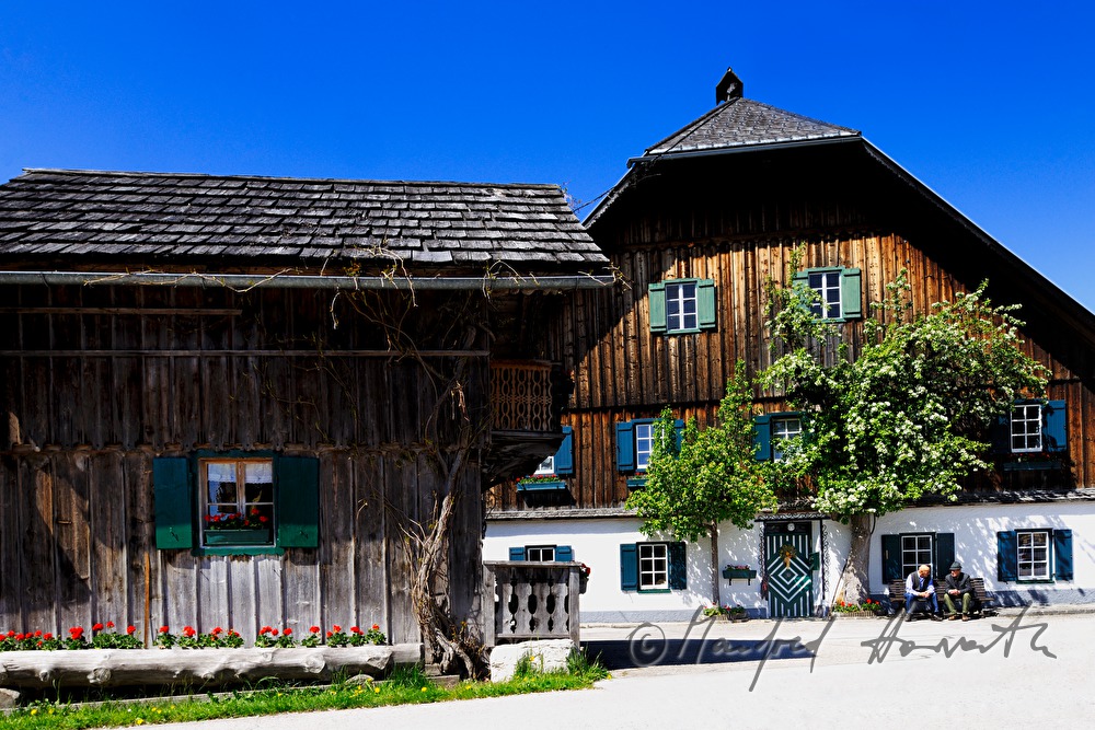 wooden farm house and blooming pear tree