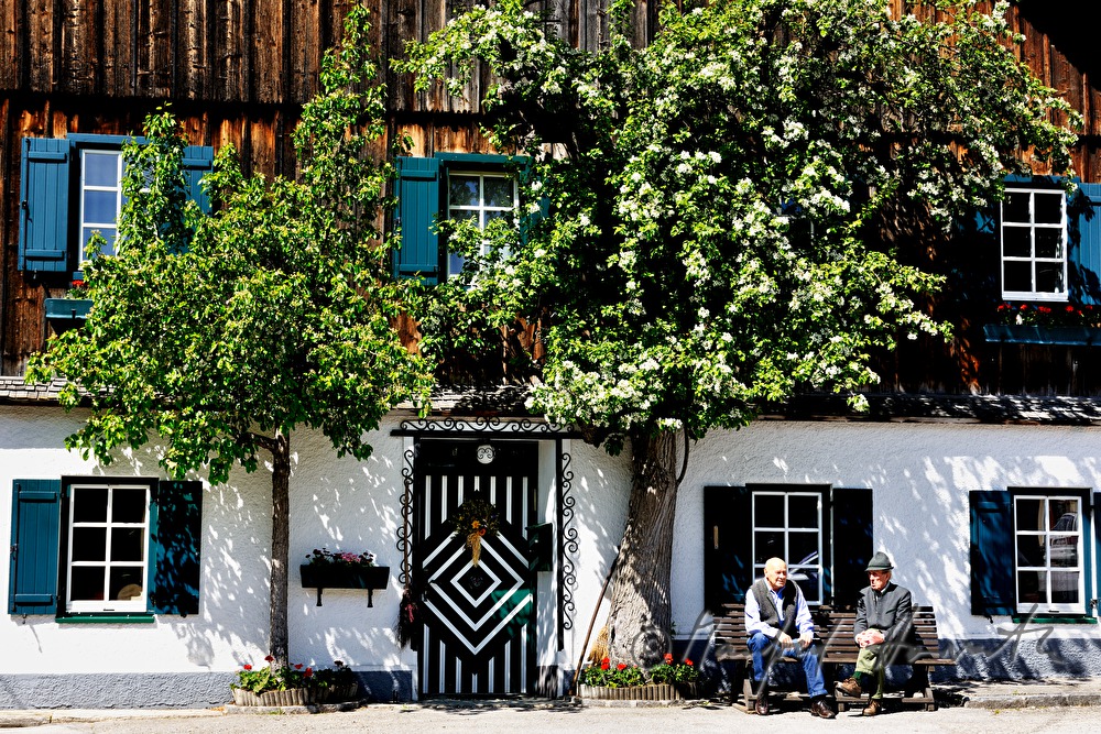 wooden farm house and blooming pear tree