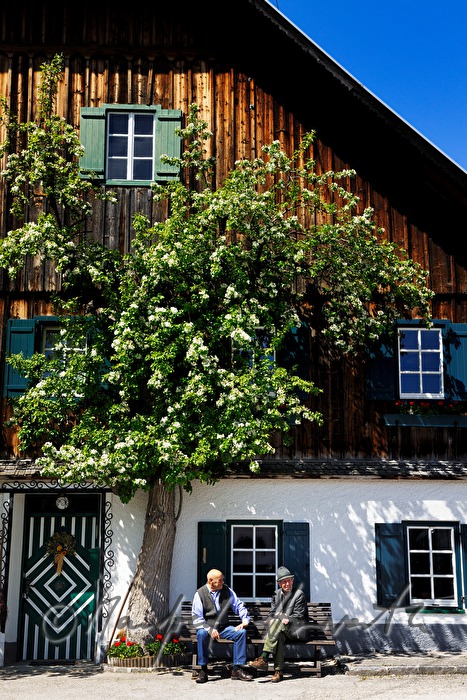 wooden farm house and blooming pear tree