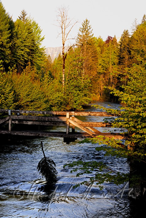 christmas tree hanging from a foot bridge into a river