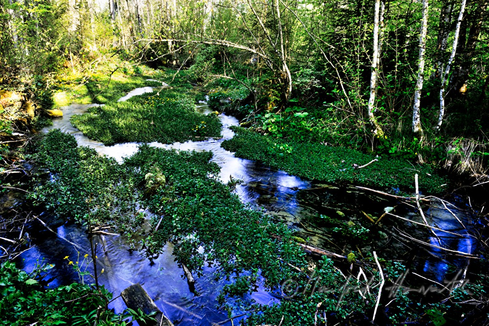 the stream Toplitzbach meandering in the forest