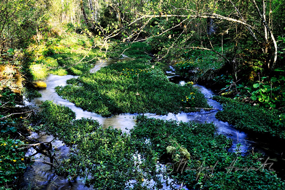 the stream Toplitzbach meandering in the forest