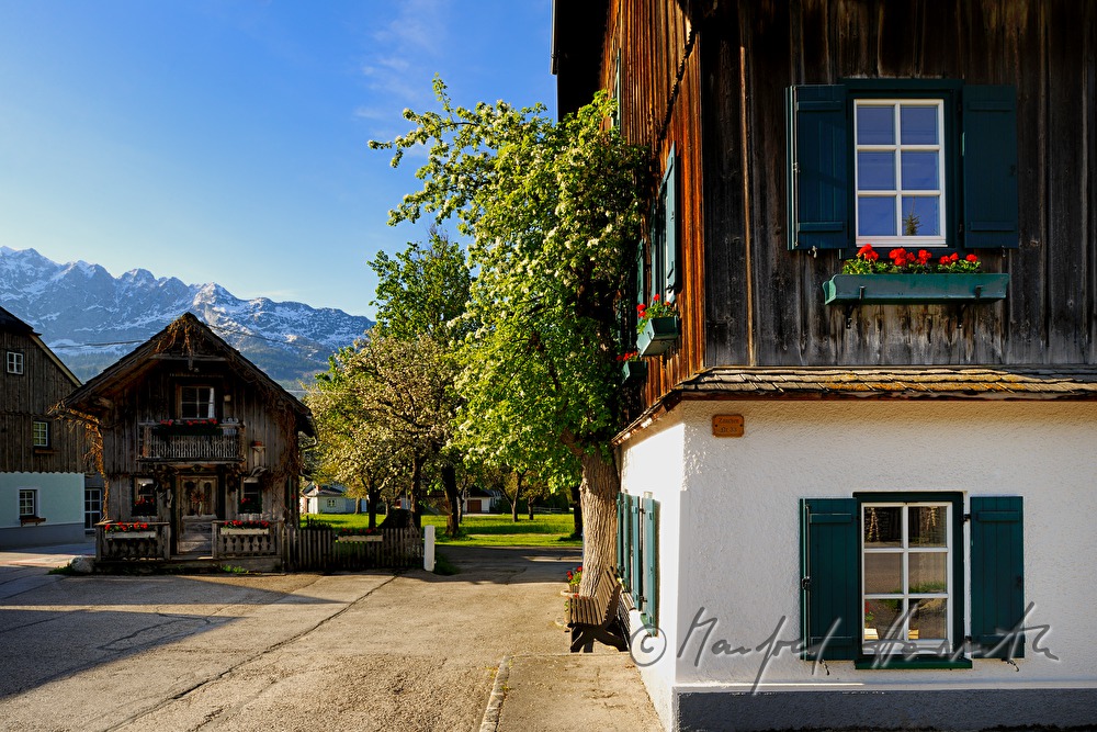 wooden farm house and blooming pear tree