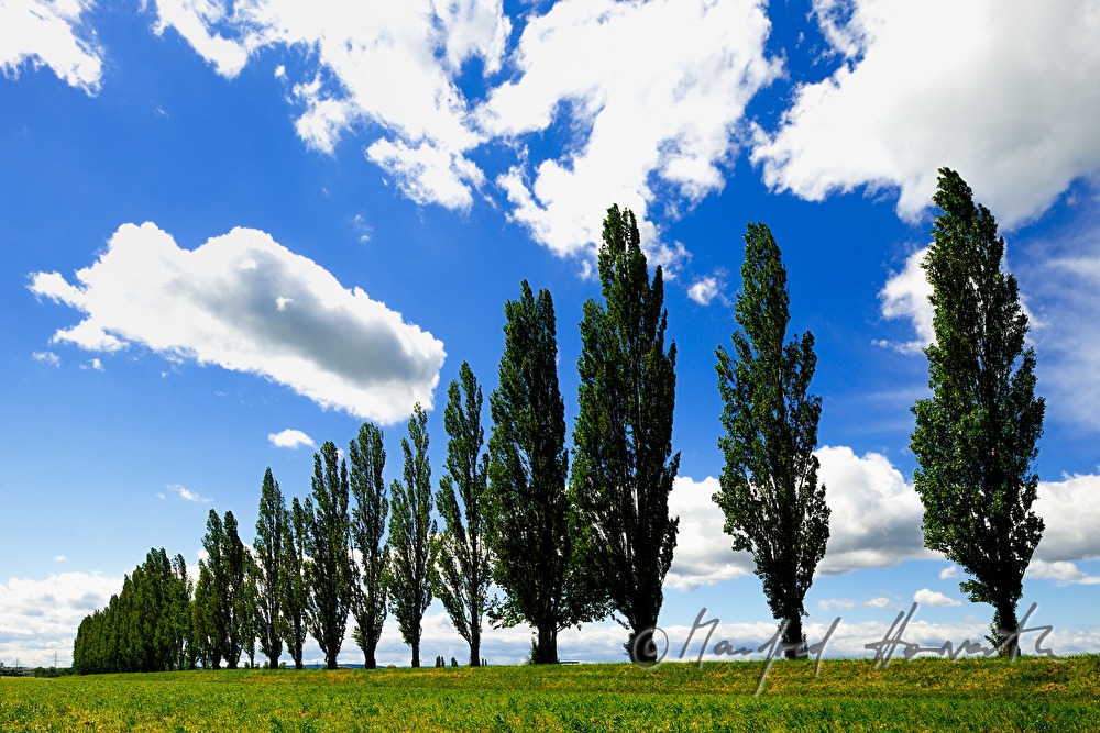 cottonwood tree alley in the east of town