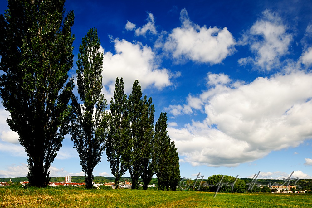 view from the South with cottonwood tree alley