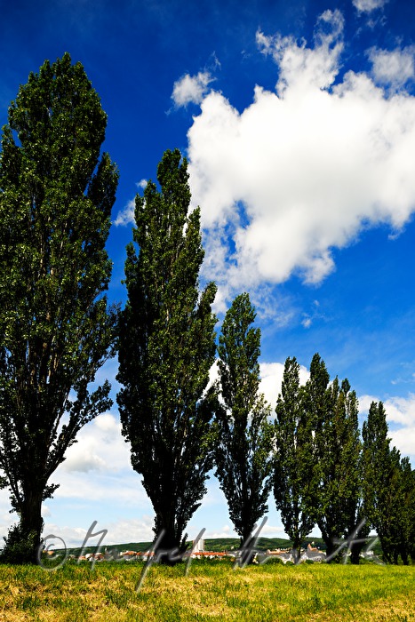 view from the South with cottonwood tree alley