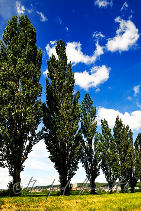view from the South with cottonwood tree alley