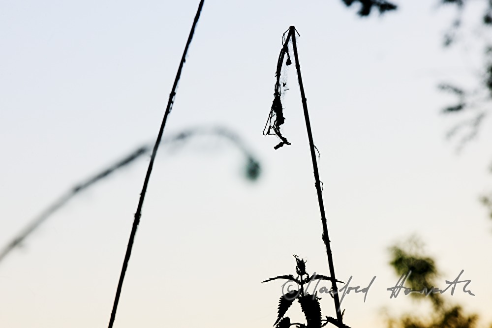 cobweb in the branches of a bush