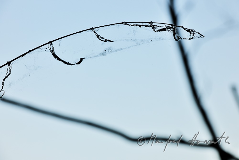 cobweb in the branches of a bush