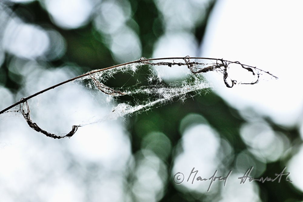 cobweb in the branches of a bush