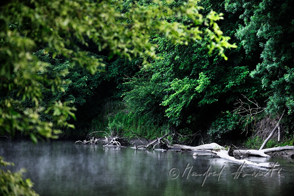 driftwood in the Thaya river